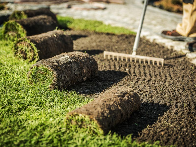 placing sod